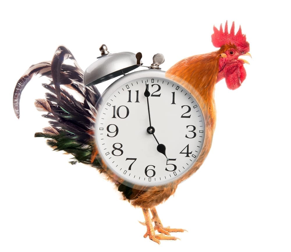Our Models wake up early : Discover “The Early-Bird Experience”.
